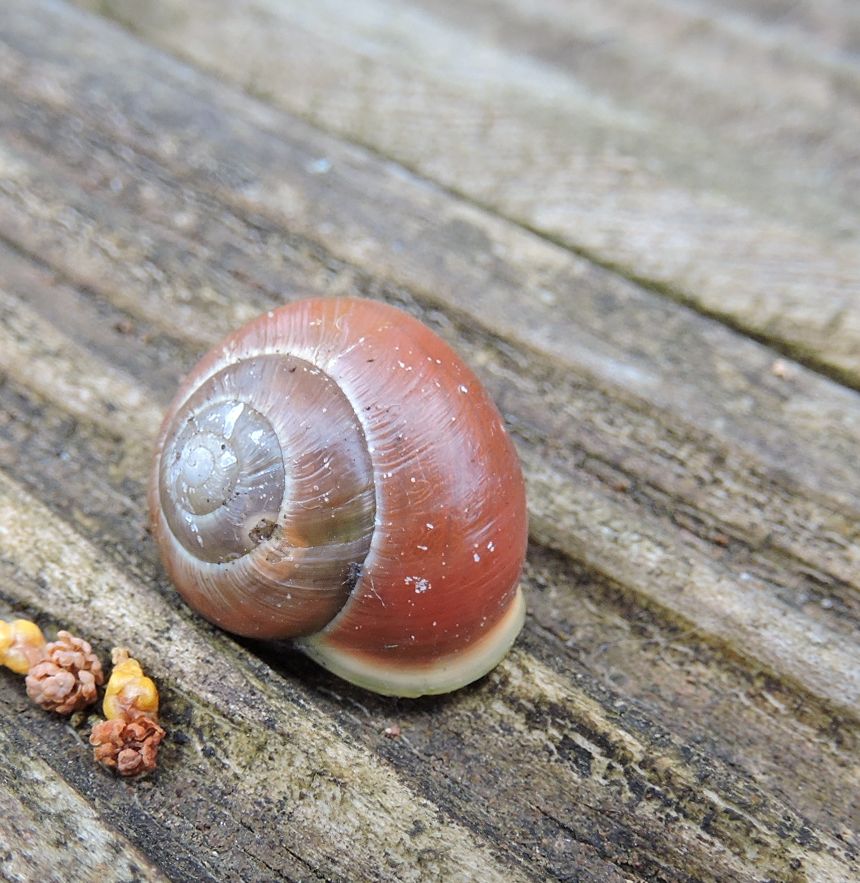 White lipped Snail